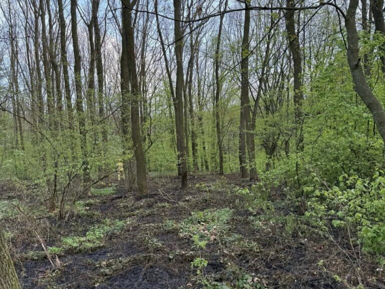 Pożar ściółki w lesie w Żurawiczkach