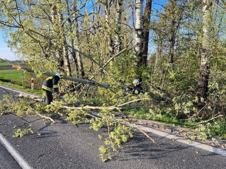 Powalone drzewo Markowa