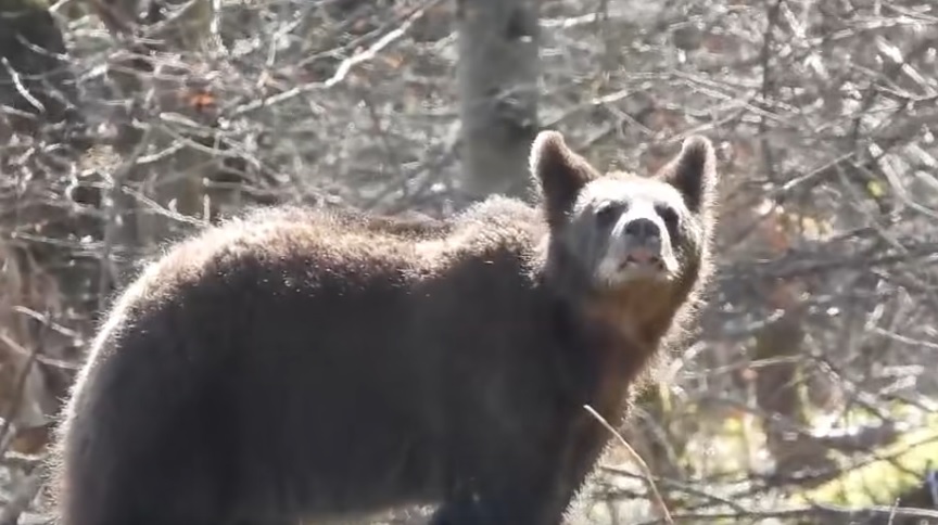 Lokalna Gazeta Internetowa 10 Niedźwiedź W Bieszczadach 2026