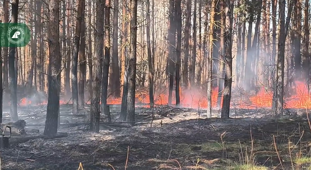 Pożar Lasu W Lubaczowie