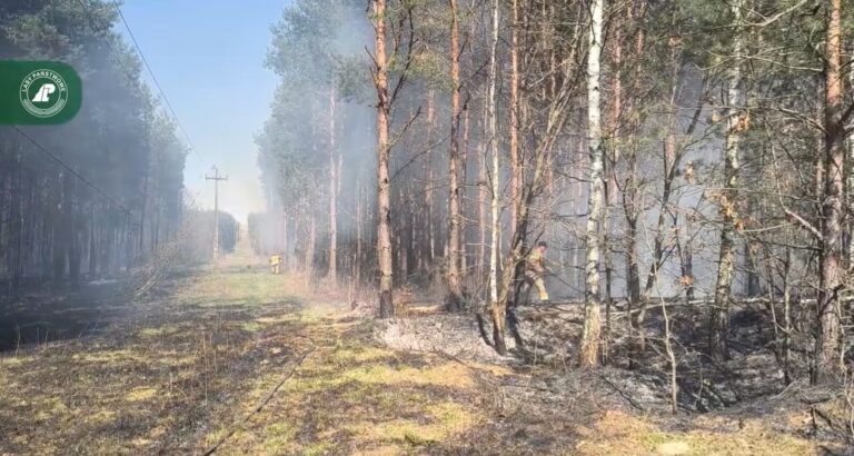 Pożar lasu w Lubaczowie