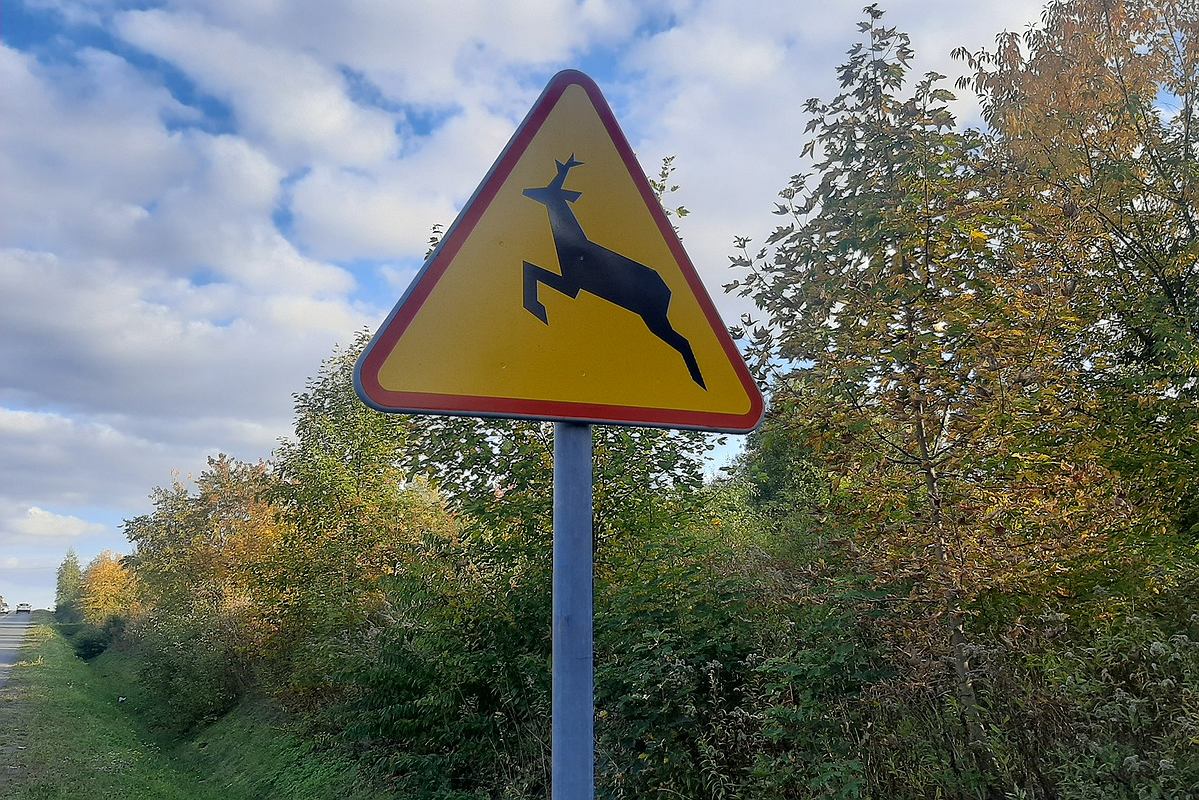 Znak Drogowy Uwaga Dzikie Zwierzęta