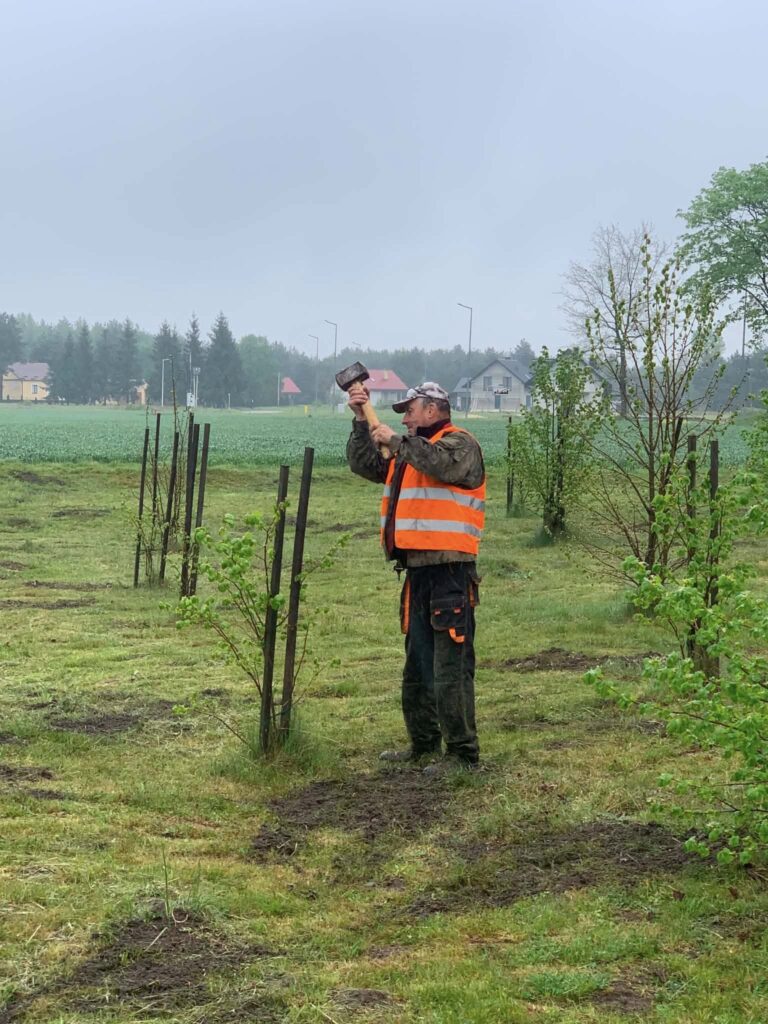 Gmina Tryńcza Zakwitnie Na Żółto. Trwa Wielka Akcja Wysiewu Aksamitek I Porządki W Sołectwach