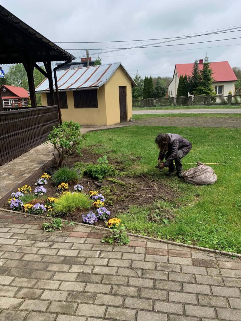 Gmina Tryńcza Zakwitnie Na Żółto. Trwa Wielka Akcja Wysiewu Aksamitek I Porządki W Sołectwach