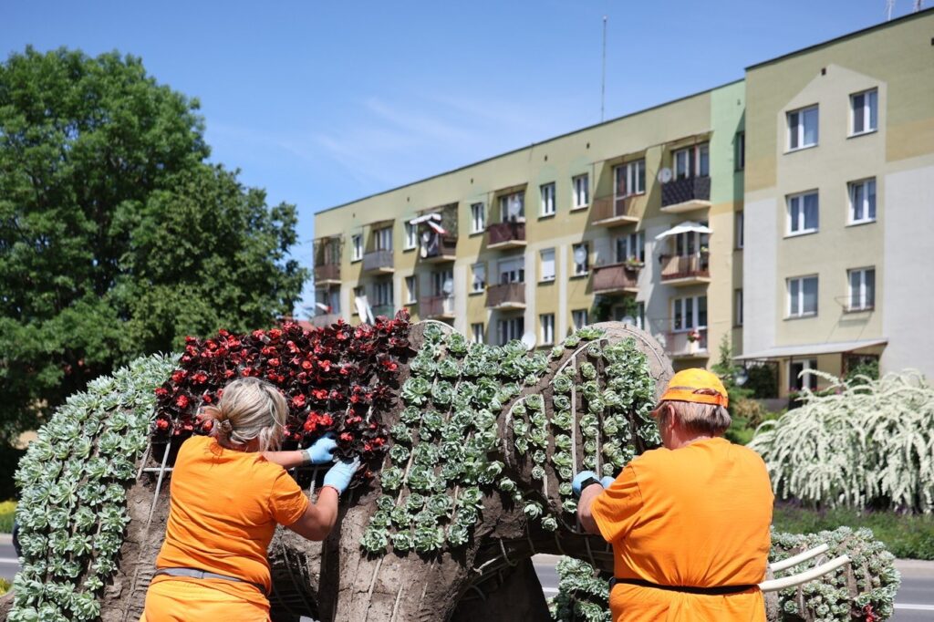 Przeworskie Słonie Obsadzane Wiosną 2026