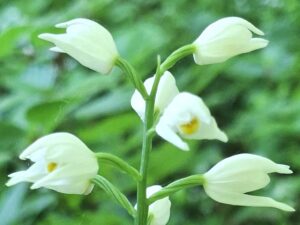Buławnik mieczolistny (Cephalanthera longifolia)
