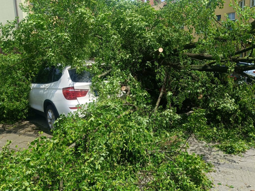 Potężne Drzewo Runęło Na Auta W Centrum Przeworska! Służby W Akcji Na Ul. Kościelnej 1 Potężne Drzewo Runęło Na Auta W Centrum Przeworska! Służby W Akcji Na Ul. Kościelnej