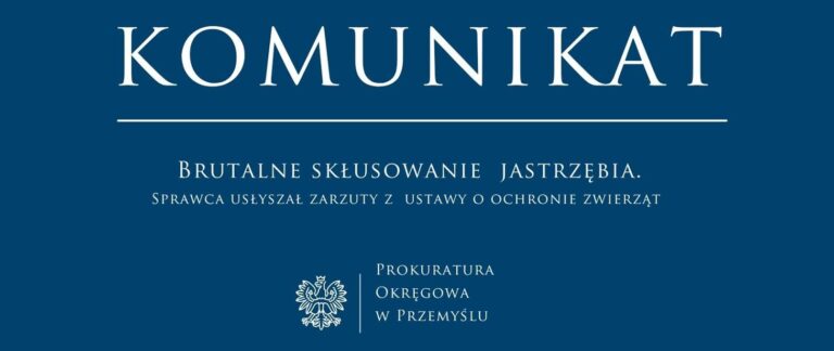 Brutalne skłusowanie jastrzębia