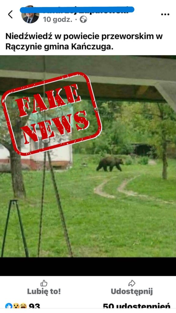 Słynne Zdjęcie Niedźwiedzia Z Kańczugi To Fake News