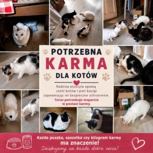 Wyjątkowy gest dla czworonogów. MOPS w Przeworsku zbiera karmę dla 11 kotów