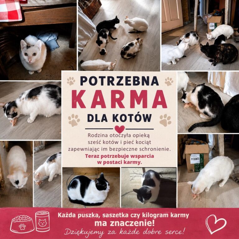 Wyjątkowy gest dla czworonogów. MOPS w Przeworsku zbiera karmę dla 11 kotów