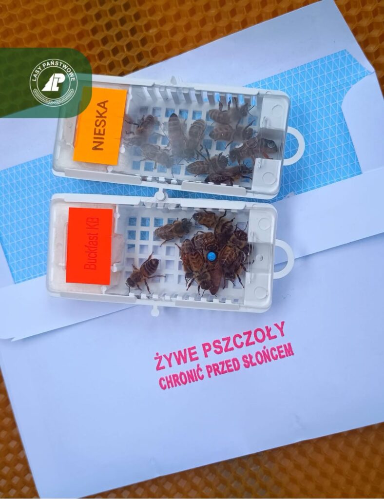 Strutowiała Rodzina, Czyli Kiedy Ul Skazuje Się Na Zagładę? 2 Strutowiała Rodzina, Czyli Kiedy Ul Skazuje Się Na Zagładę?