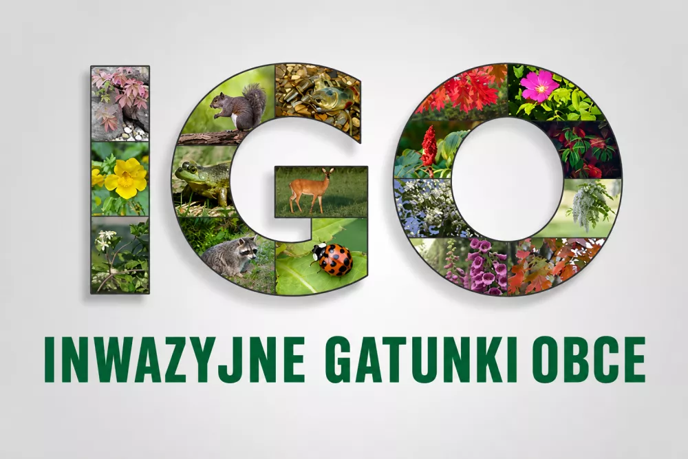 Lokalna Gazeta Internetowa 8 Gatunki Igo W Polsce